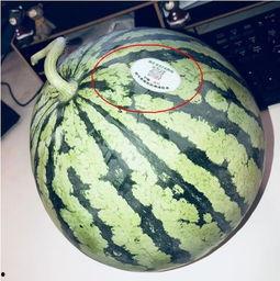 山东潍坊网红吃瓜,一场舌尖上的美食盛宴